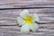 Close up of Plumeria or Frangipani tropical flowers, Hawaiian Lei Flower on wooden background.