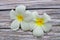 Close up of Plumeria or Frangipani tropical flowers, Hawaiian Lei Flower on wooden background.