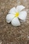 Close up of plumeria or frangipanni blossom.