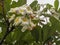 A close up of Plumeria obtusa flower