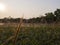 Close up poaceae grass flower in park when sunset , dramatic scene