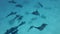 Close-up, A pod of dolphins dives from the surface in depth in the blue water. Spinner dolphins, Stenella longirostris