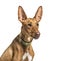 Close-up on a Podenco, isolated