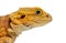 Close-up on a Pogona head, agame barbu, isolated