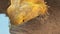 Close up Pogona Vitticeps drinking water