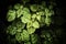 Close up of Pogostemon cablin patchouli plant leaves with rain drops