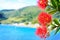 Close-up of Pohutukawa red flowers blossom against tranquil azure sea