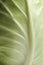 Close up of pointed Cabbage leaf