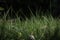 Close up of pointy sharp grass blades with dark background in the morning sun