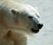 Close up of polar bear