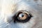 Close up of polar bear\\\'s animal eye