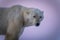 Close-up of polar bear turning towards camera