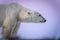 Close-up of polar bear under purple sky