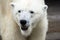 Close up Polar bear (Ursus maritimus) face.