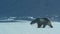 Close up of Polar bear walking in the Svalbard area searching for food