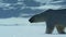 Close up of Polar bear walking in the Svalbard area searching for food