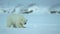 Close up of Polar bear walking in the Svalbard area searching for food