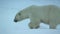 Close up of Polar bear walking in the Svalbard area searching for food