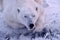 Close up of polar bear in winter