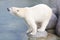 Close-up of a polarbear (icebear)