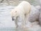 Close-up of a polarbear (icebear)