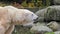 Close-up of a polarbear icebear in capticity