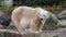 Close-up of a polarbear icebear in capticity