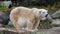 Close-up of a polarbear icebear in capticity