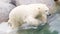 Close-up of a polarbear (icebear) jumping in the water