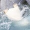 Close-up of a polarbear (icebear) jumping in the water