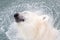 Close-up of a polarbear (icebear), selective focus on the eye