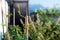 Close up of pole bean stem spiraling around a bamboo stick.