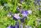 A close-up on Polemonium caeruleum, Jacob`s-ladder, Greek valerian lavender-blue, purple flowers blooming in the garden in spring