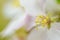 Close up of pollen on apple tree blossom flowers on branch at spring. Beautiful blooming flowers isolated with blurred background