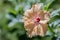 Close up  pollen Hibiscus flower.Selective focus orange Hibiscus flower bloom in the garden.