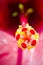 Close up pollen pink Hibiscus flower on blurry background.