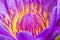 Close up pollen of purple lotus flower