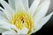 close up pollen white water lily or white lotus.