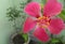 Close-up of pollens, petals, pistil of hibiscus flower blooming in garden, nature photography