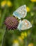 Close up of polyommatus icarus butterflies mating on a scabiosa flower