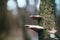 Close up of polypore fungi on tree branch in the humid winter forest