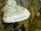 Close up of polypore on tree trunk