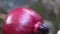 Close up of pomegranates and ants