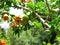 Close up of pomegranates at several stages of growth