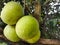 Close up the pomelo fruit & x28;Citrus grandis& x29; hanging on the tree.