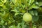 Close-up of pomelo fruit in the garden. Grapefruit