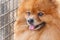 Close up of Pomeranian dog waiting for owner