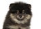 Close-up of Pomeranian Spitz puppy