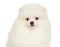 Close-up of Pomeranian Spitz puppy, isolated