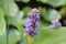 Close-up of Pontederia Cordata